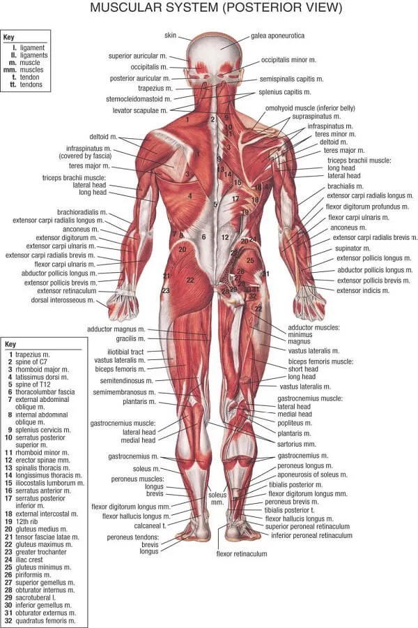 Cơ bắp được đặt tên như thế nào Cơ bắp được đặt tên như thế nào