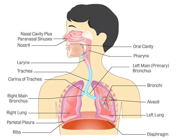 Cơ chế hô hấp của cơ thể không đơn giản như ta tưởng Cơ chế hô hấp của cơ thể không đơn giản như ta tưởng