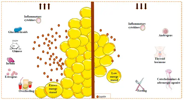 Cơ chế hoạt động của Leptin