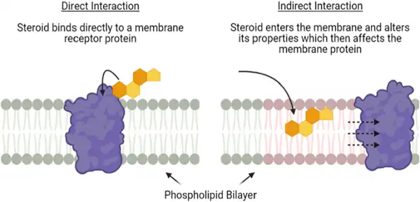 Cơ chế tác động steroid