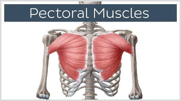 Cơ ngực hay Pectoral Muscle Cơ ngực hay Pectoral Muscle