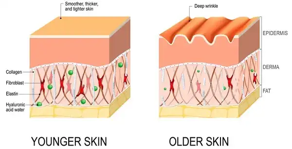 Collagen là gì và cách thêm vào chế độ ăn uống