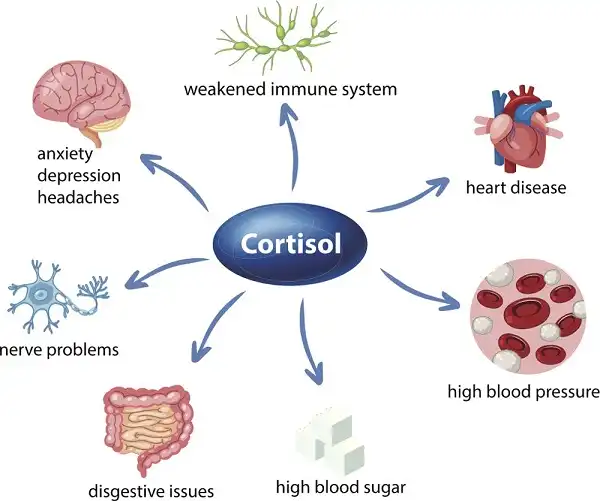 Cortisol là 1 Hormone thuộc nhà Steroid giúp chống căng thẳng và giảm viêm Cortisol là 1 Hormone thuộc nhà Steroid giúp chống căng thẳng và giảm viêm