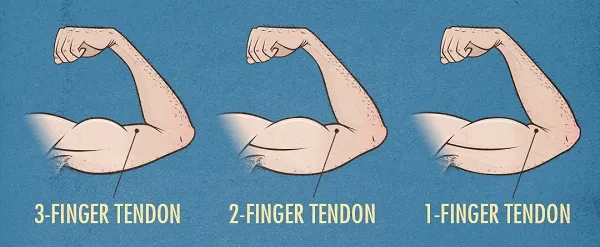 Độ dài bụng cơ thường đo ở Bicep Độ dài bụng cơ thường đo ở Bicep