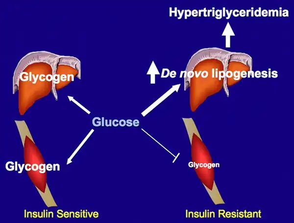 Độ nhạy và kháng Insuline trong cycle