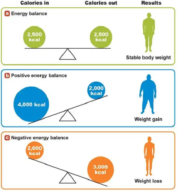 Đơn giản về tăng cân và giảm cân bằng cách tính Calo