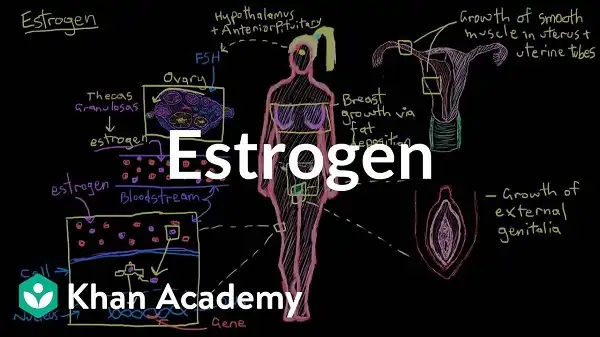 Estrogen quan trọng như thế nào với phái đẹp Estrogen quan trọng như thế nào với phái đẹp