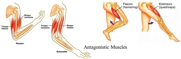 Hãy tập luyện cho nhóm cơ đối lập Hãy tập luyện cho nhóm cơ đối lập