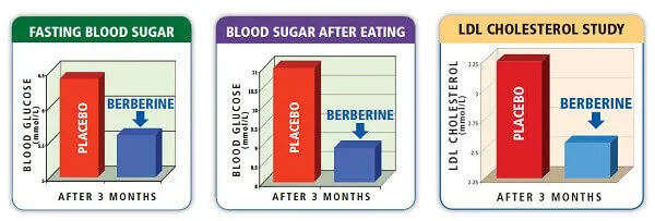 Hiệu quả dùng Berberine Hiệu quả dùng Berberine