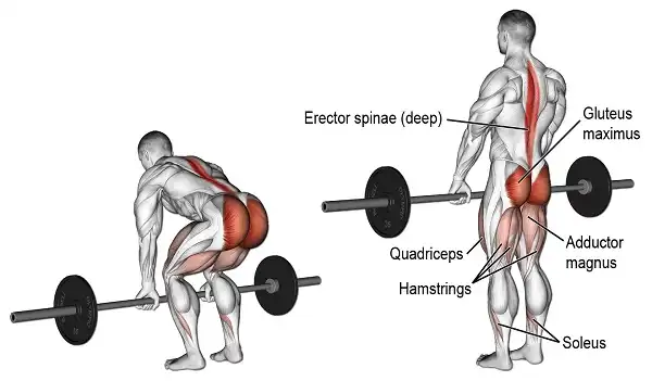 Hướng dẫn tập Deadlift đúng cách hạn chế chấn thương Hướng dẫn tập Deadlift đúng cách hạn chế chấn thương