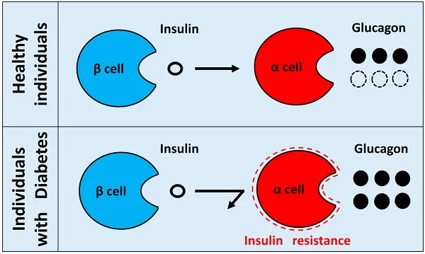 Kháng Insulin là tình trạng các tế bào của bạn không dễ dàng liên kết với Hormone Insulin