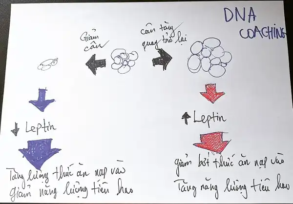 Kháng Leptin và béo phì