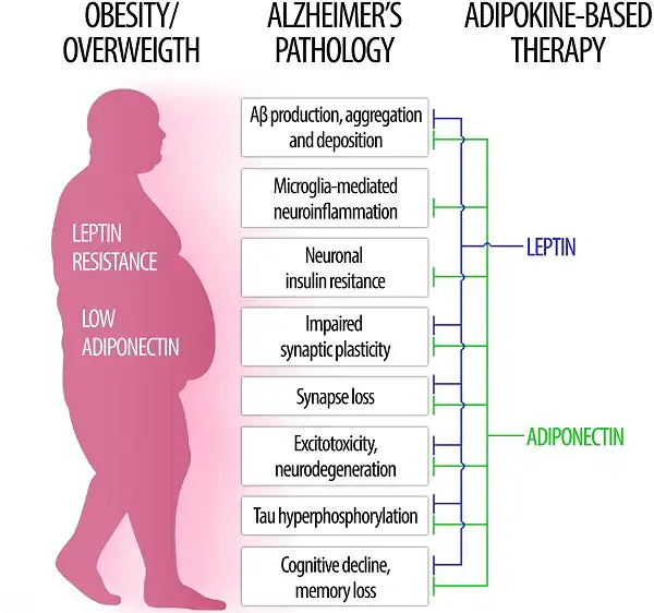 Kháng Leptin và Adiponectin thấp ảnh hưỡng giảm cân