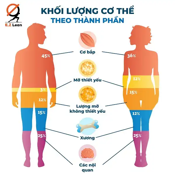 Khối luợng cơ thể theo thành phần