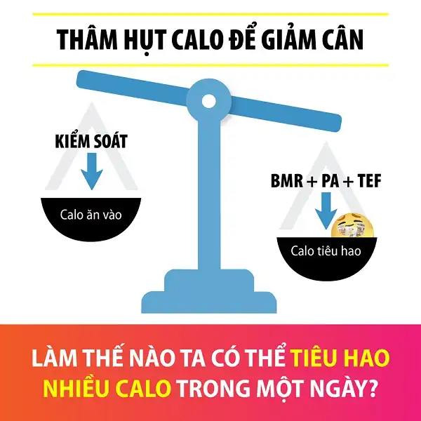 Kiểm soát Calo ra vào để tạo thâm hụt Calo và giảm cân Kiểm soát Calo ra vào để tạo thâm hụt Calo và giảm cân