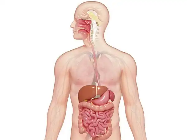 Mô hình giải phẫu hệ tiêu hóa