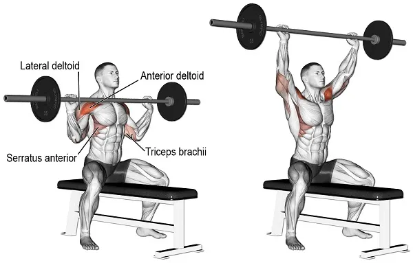 Kỹ thuật tập Seated Barbell Press Kỹ thuật tập Seated Barbell Press