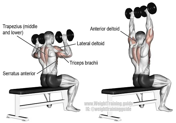 Kỹ thuật tập Seated Dumbbell Press Kỹ thuật tập Seated Dumbbell Press