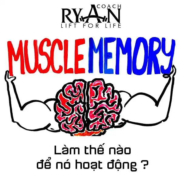 Làm thế nào để bộ nhớ cơ hoạt động Làm thế nào để bộ nhớ cơ hoạt động