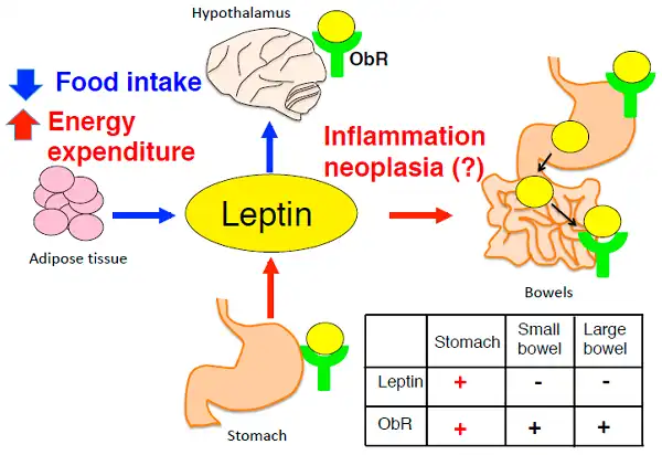 Leptin và kháng Leptin là gì