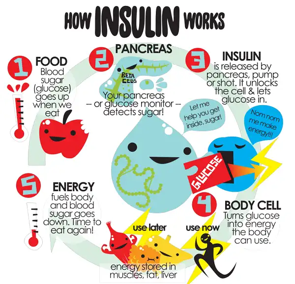 Lợi ích của Insulin với Cutting và Bulking