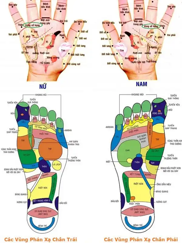 Massage lòng bàn tay và chân cải thiện sức khỏe