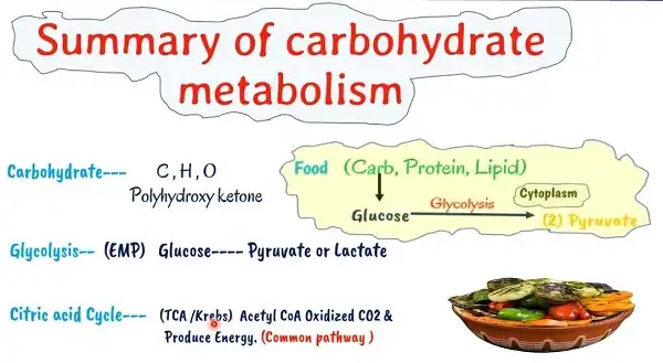 Minh oan cho Carbohydrate