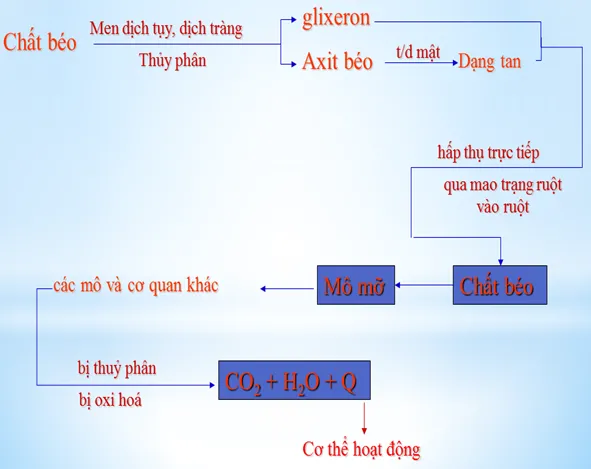 Phần lớn mỡ sẽ được chuyển hóa thành CO2 và H2O Phần lớn mỡ sẽ được chuyển hóa thành CO2 và H2O