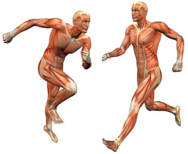 Sức căng cơ bắp là yếu tố quan trọng hàng đầu Sức căng cơ bắp là yếu tố quan trọng hàng đầu