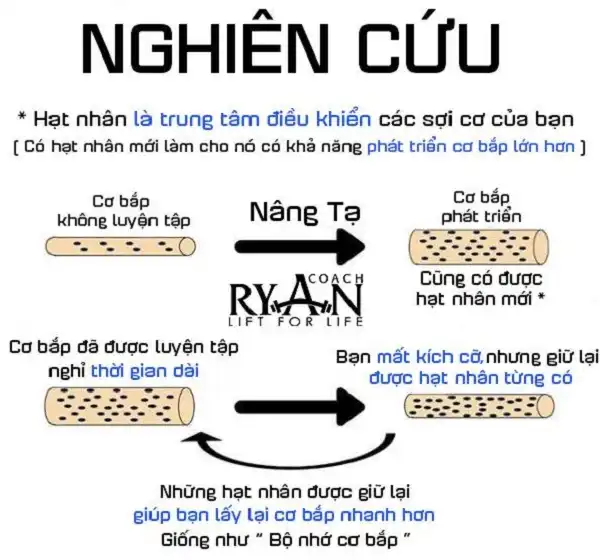 Nghiên cứu về bộ nhớ cơ cho thấy hạt nhân cơ bắp rất quan trọng Nghiên cứu về bộ nhớ cơ cho thấy hạt nhân cơ bắp rất quan trọng