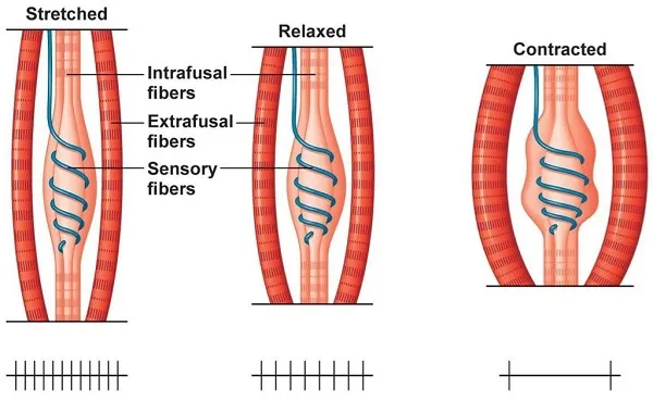 Nguyên nhân và cách xử lý căng cứng cơ