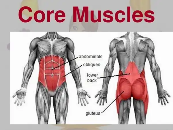 Nhóm cơ cốt lõi hay cơ Core là gì