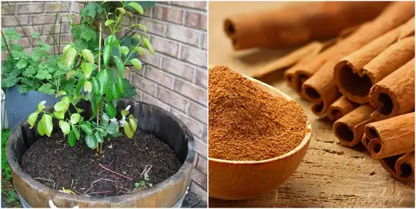 Quế được bán khá nhiều nhưng cẩn thận khi dùng vì dễ gây ngộ độc Quế được bán khá nhiều nhưng cẩn thận khi dùng vì dễ gây ngộ độc
