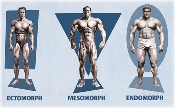 Sai lầm khi nghĩ về tạng người trong gym thể hình Sai lầm khi nghĩ về tạng người trong gym thể hình