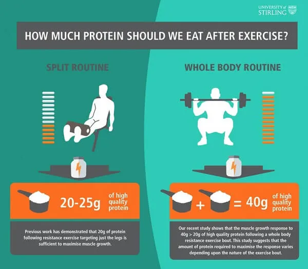 Sau khi tập cần nạp 20 - 40gr Protein là đủ cho cơ thể hồi phục và phát triển