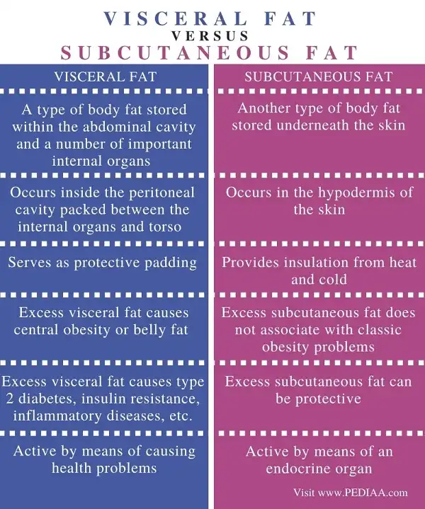 So sánh giữa mỡ nội tạng và mỡ dưới da