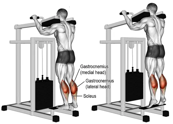 Standing Calf Raises là bài tập tốt nhất cho bắp chân Standing Calf Raises là bài tập tốt nhất cho bắp chân