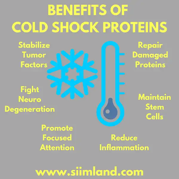 Sự giải phóng Protein sốc lạnh