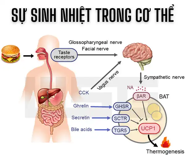 Sự sinh nhiệt trong cơ thể Sự sinh nhiệt trong cơ thể