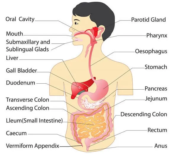 Sự tiêu hóa bắt đầu ở miệng Sự tiêu hóa bắt đầu ở miệng