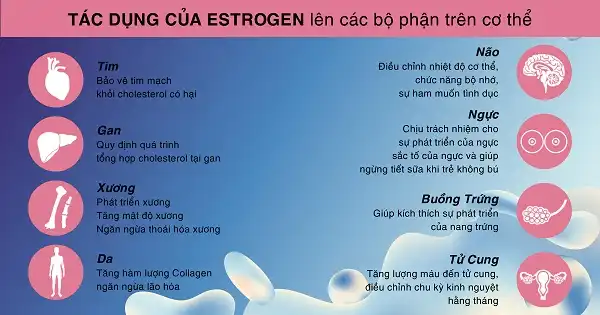 Tác dụng của Estrogen với phái đẹp Tác dụng của Estrogen với phái đẹp