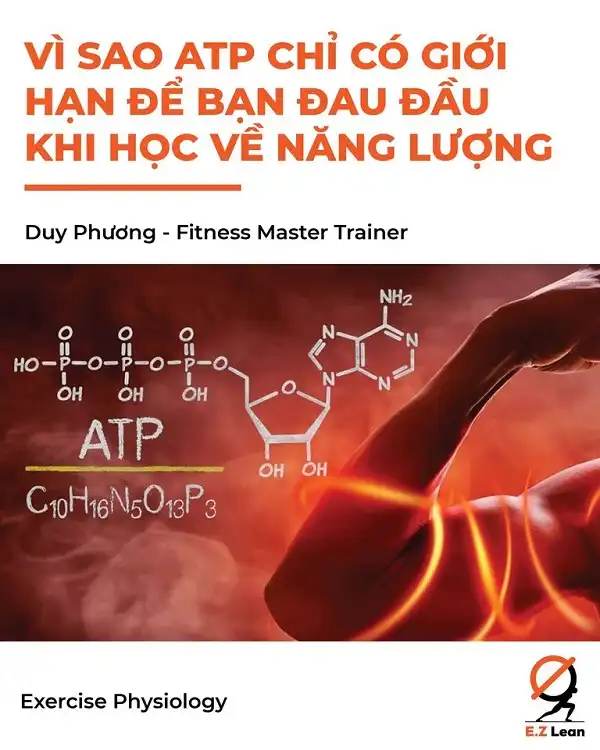 Tại sao cơ thể lại có 1 số lượng ATP ít vậy