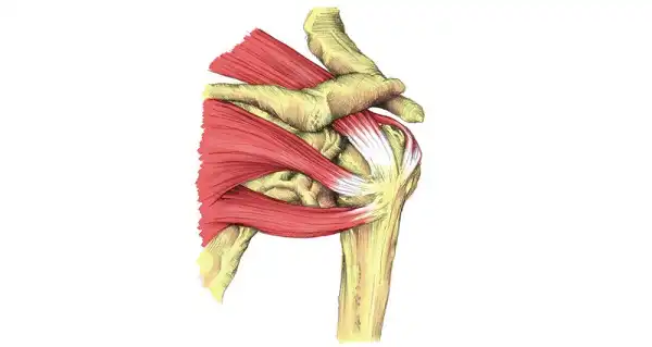 Tầm quan trọng của Rotator Cuff và các bài tập để cải thiện