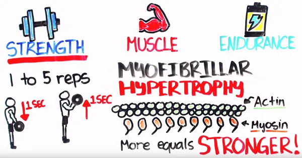 Tập nặng thì nhiều cầu chéo Actin-Myosin được tạo ra hơn tập nhẹ Tập nặng thì nhiều cầu chéo Actin-Myosin được tạo ra hơn tập nhẹ