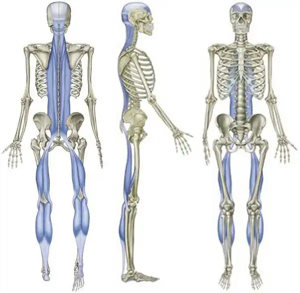 Tập sáng sớm hãy chú ý đến các cơ đùi sau và bắp chuối