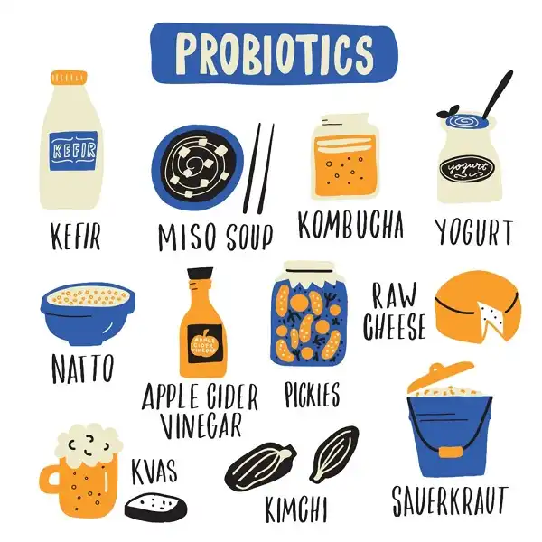 1 số nguồn Probiotics bổ xung vào cơ thể 1 số nguồn Probiotics bổ xung vào cơ thể