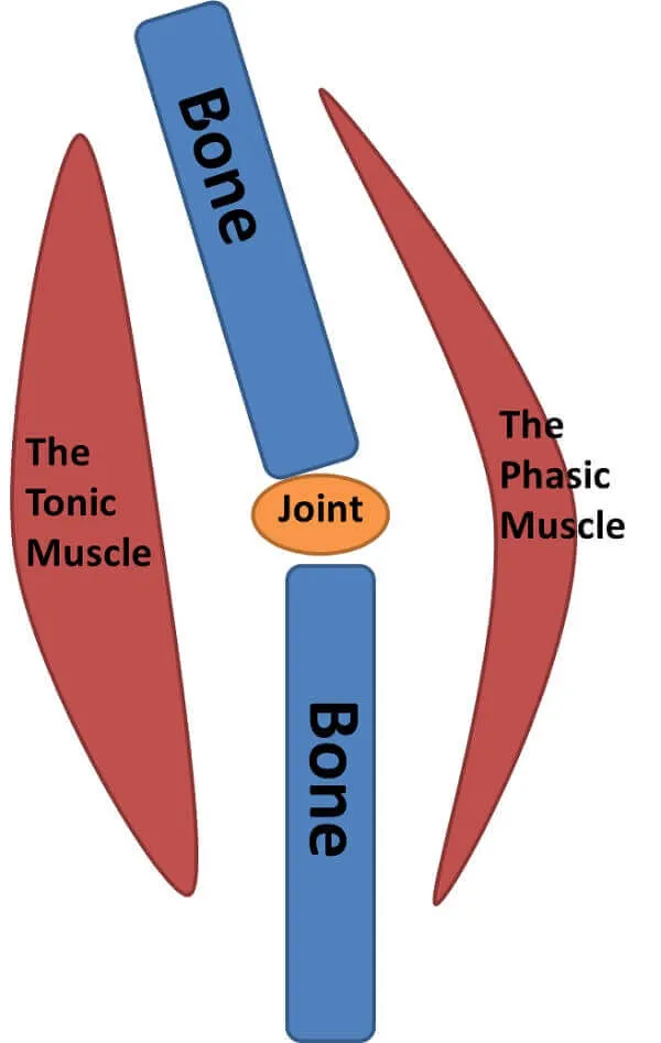 Tìm hiểu về cơ Tonic và cơ Phasic trên cơ thể