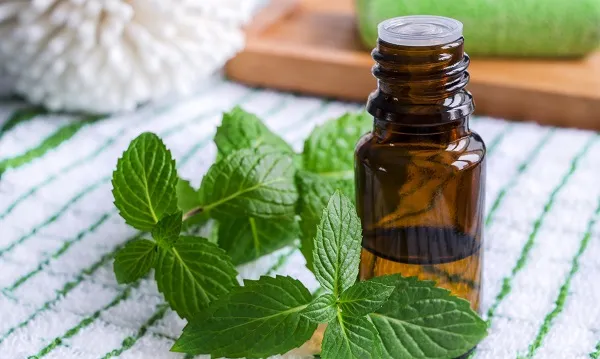 Tinh dầu bạc hà ức chể cảm giác đau đớn nhưng không làm giảm đau đớn Tinh dầu bạc hà ức chể cảm giác đau đớn nhưng không làm giảm đau đớn