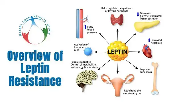 Tình trạng kháng Leptin gây ảnh hưởng xấu đến sức khoẻ
