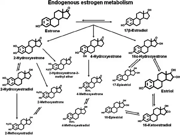 Tóm tắt chuyển hoá Estrogen Tóm tắt chuyển hoá Estrogen